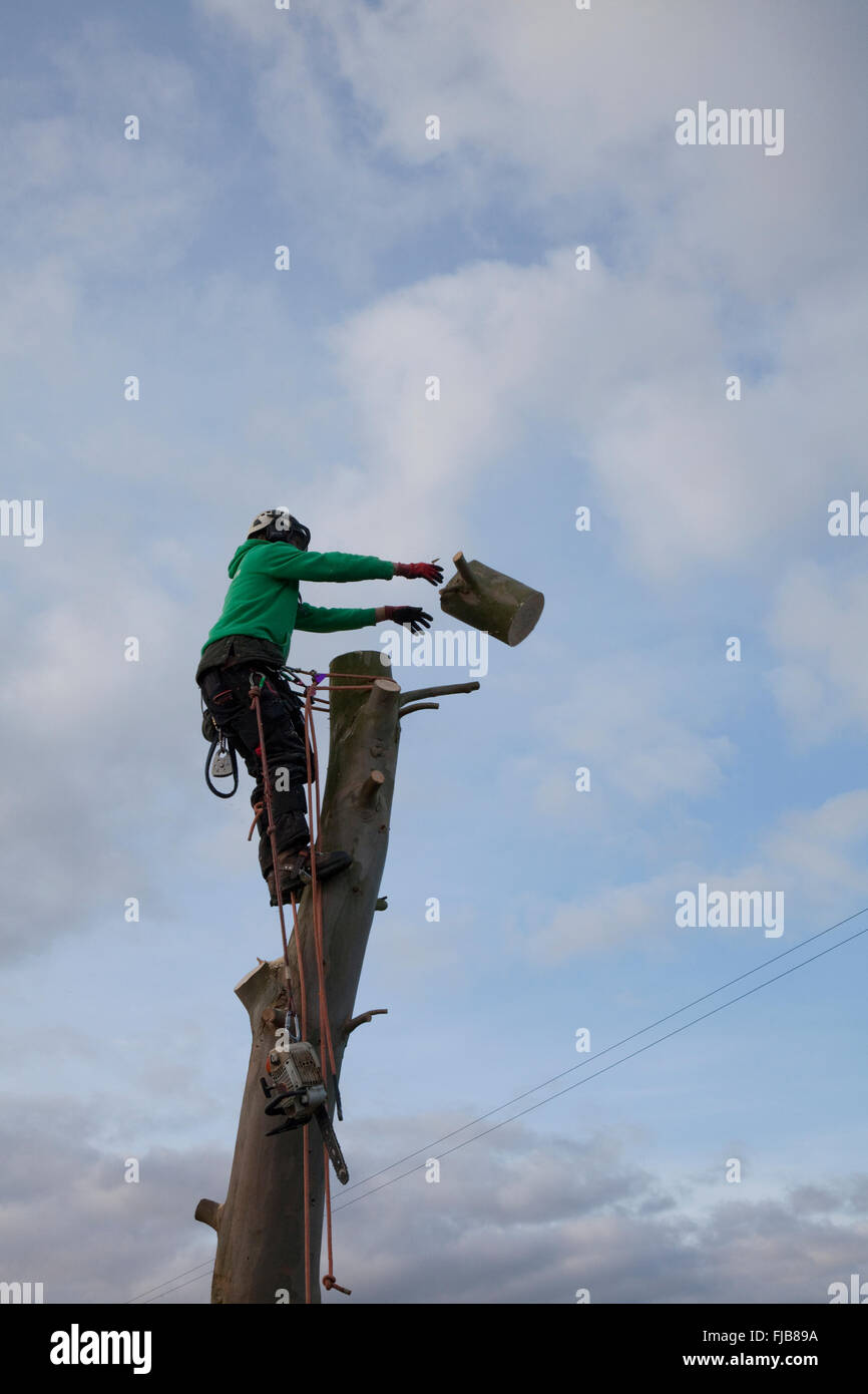 Abattage des arbres Banque D'Images