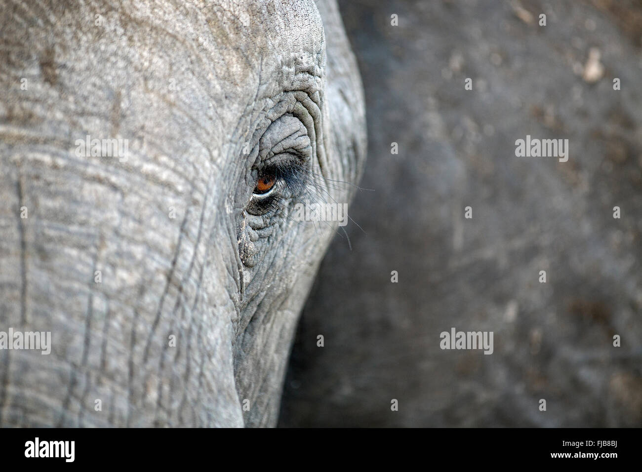 Œil d’éléphants Banque D'Images