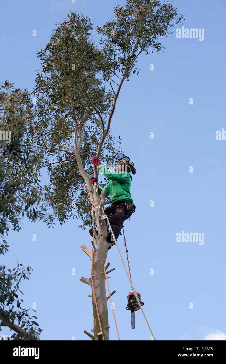 Abattage des arbres Banque D'Images