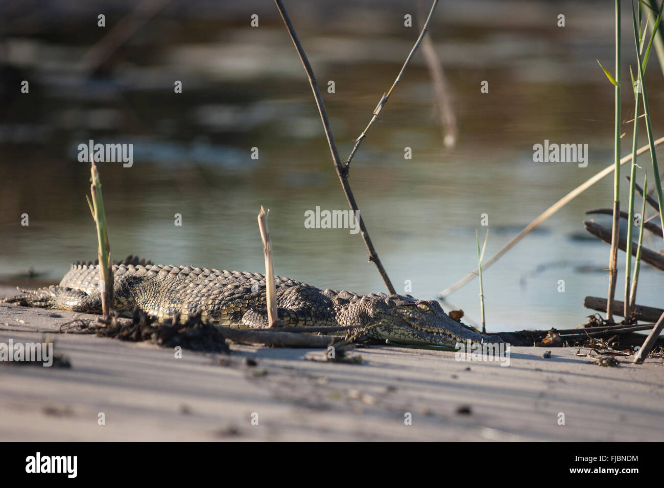 Un Crocodile en Afrique Banque D'Images