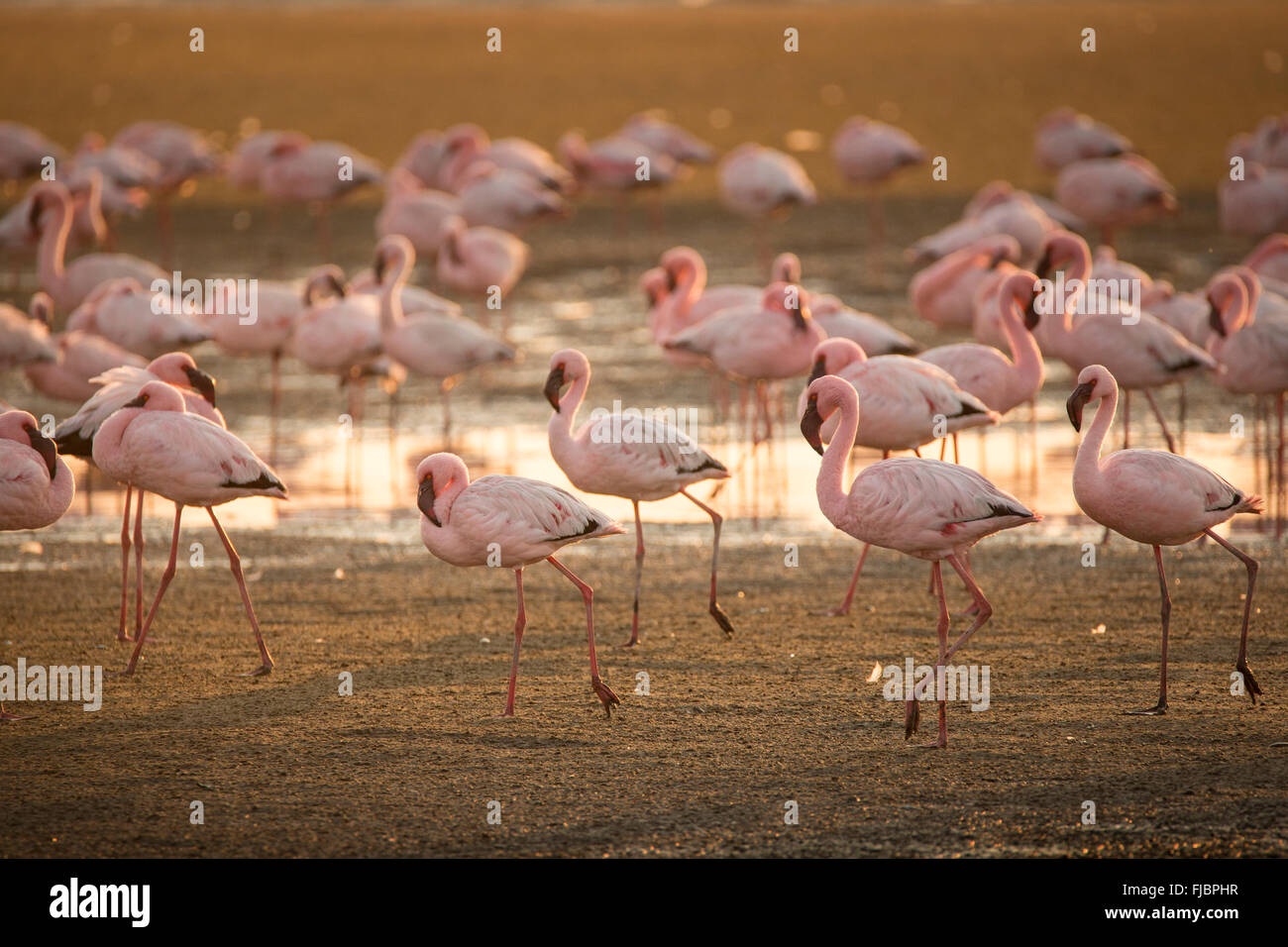 Les flamands roses à Walvis Bay wetland Banque D'Images