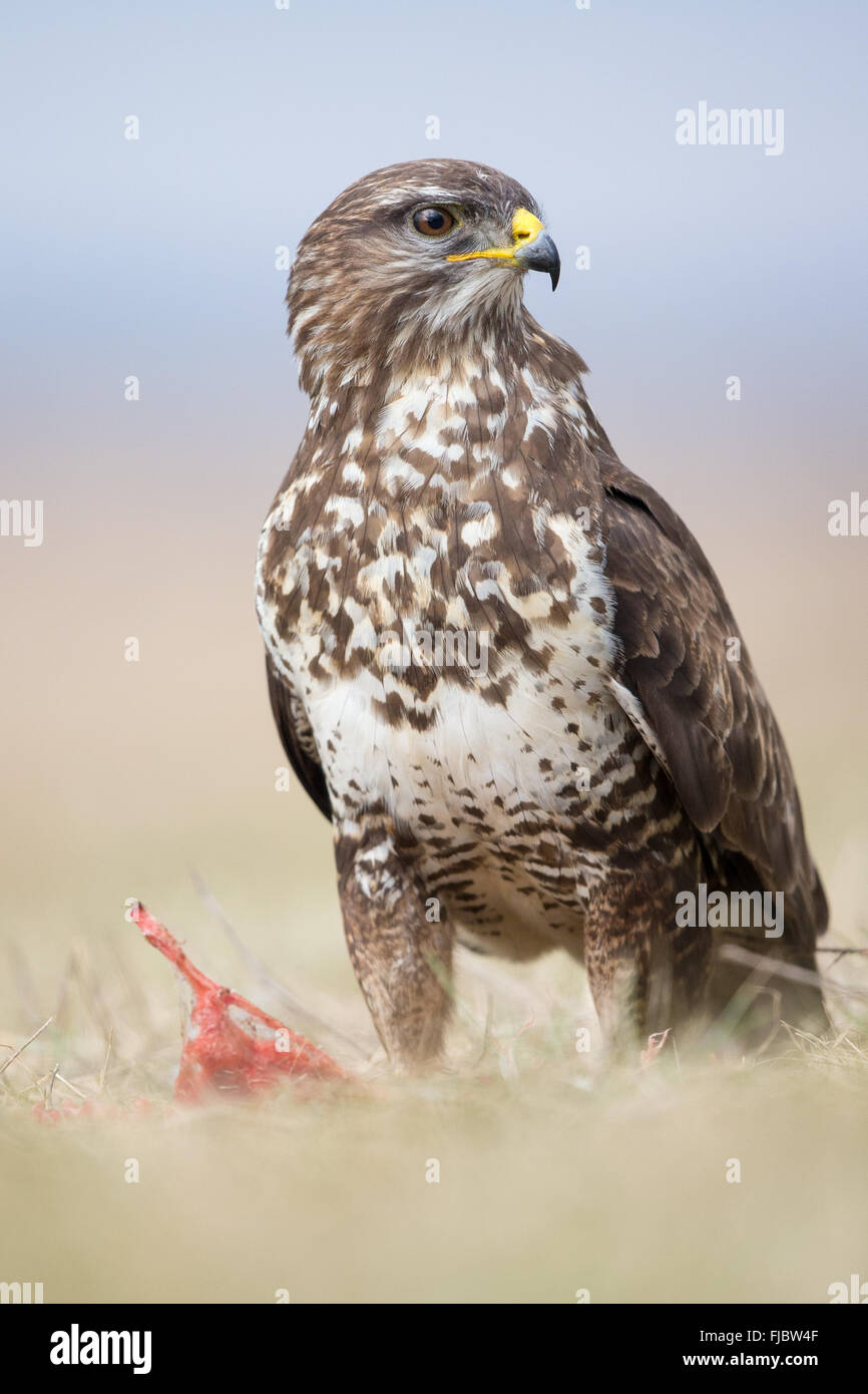 Buse variable (Buteo buteo) dans les prairies Banque D'Images