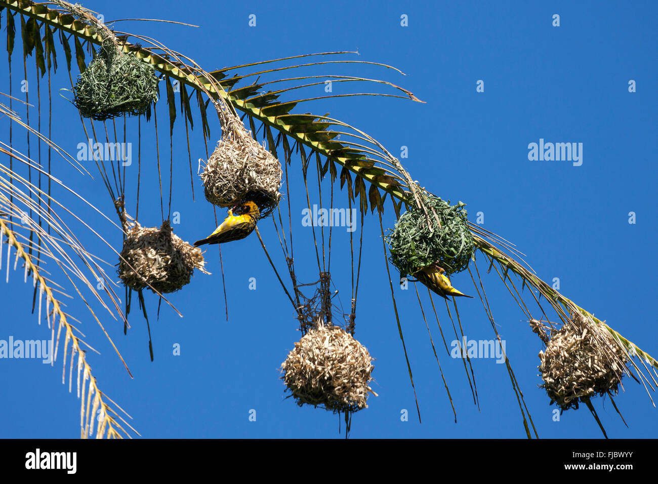 Village Weaver ou tachetée de secours (Weaver Ploceus cucullatus) construction d'un nid, nid accroché sur une feuille d'un palmier, à la Réunion Banque D'Images