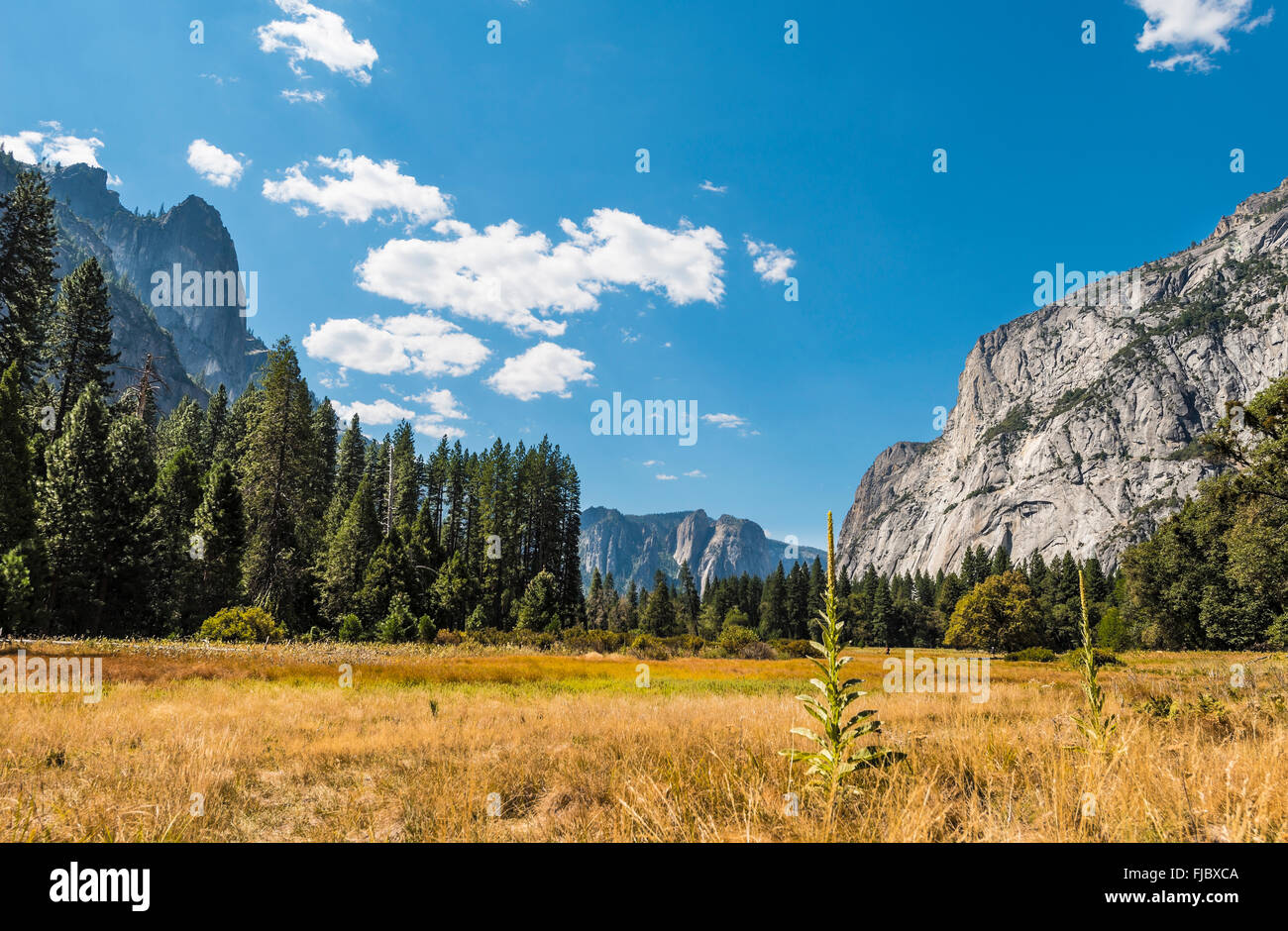 Marais à l'automne en vallée de Yosemite, Yosemite National Park, California, USA Banque D'Images