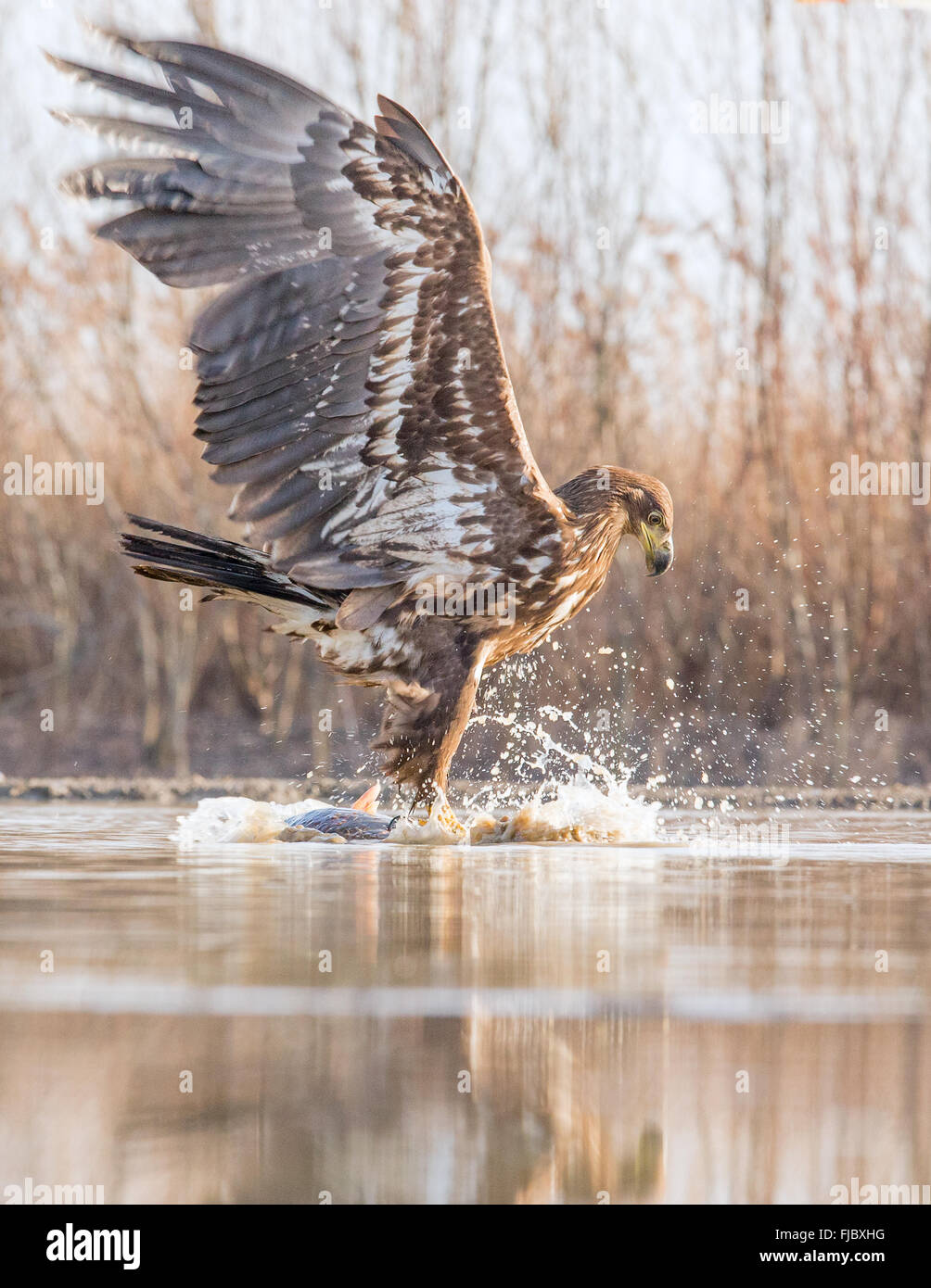 À queue blanche (Haliaeetus albicilla) capture d'un poisson dans l'eau peu profonde Banque D'Images