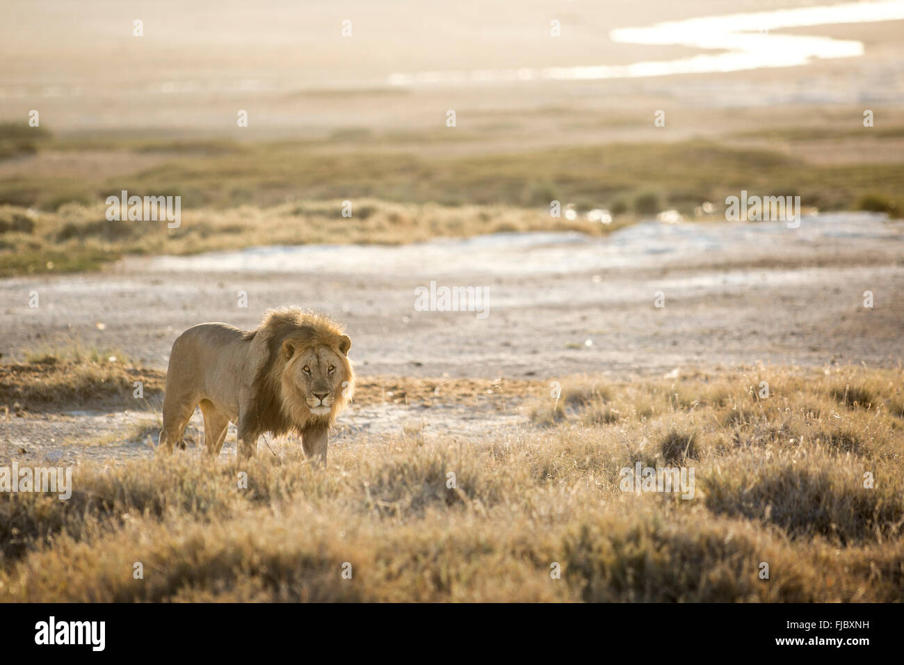 Lion dans le parc national d'Etosha. Banque D'Images