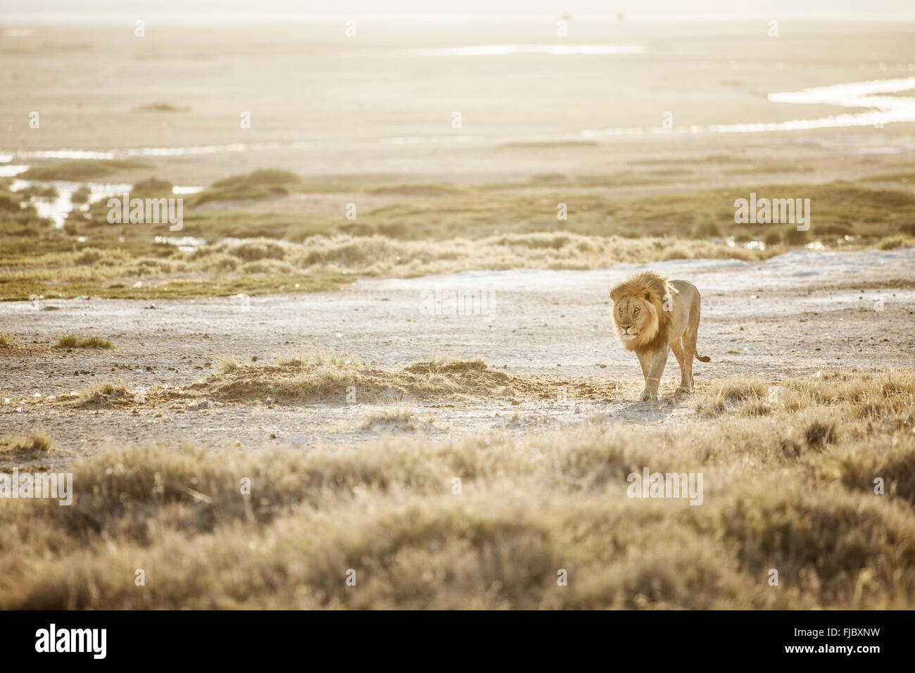 Lion dans le parc national d'Etosha. Banque D'Images