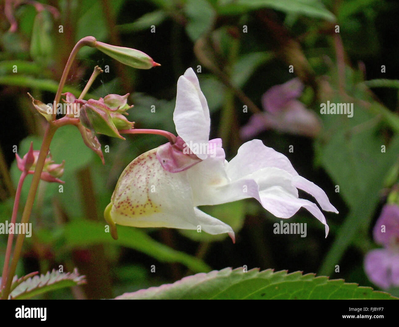 Fleurs et graines explosives de la mauvaise herbe envahissante, le baumier himalayen, Impatiens glandulifera, poussant dans un marais avec un fond de feuilles. Banque D'Images