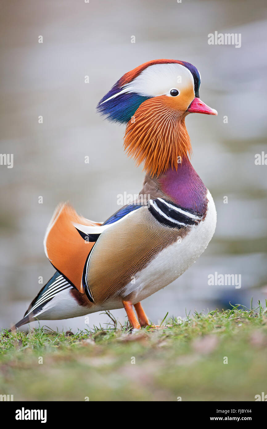 Canard mandarin (Aix galericulata) Drake, au milieu de la Réserve de biosphère de l'Elbe, Saxe-Anhalt, Allemagne Banque D'Images