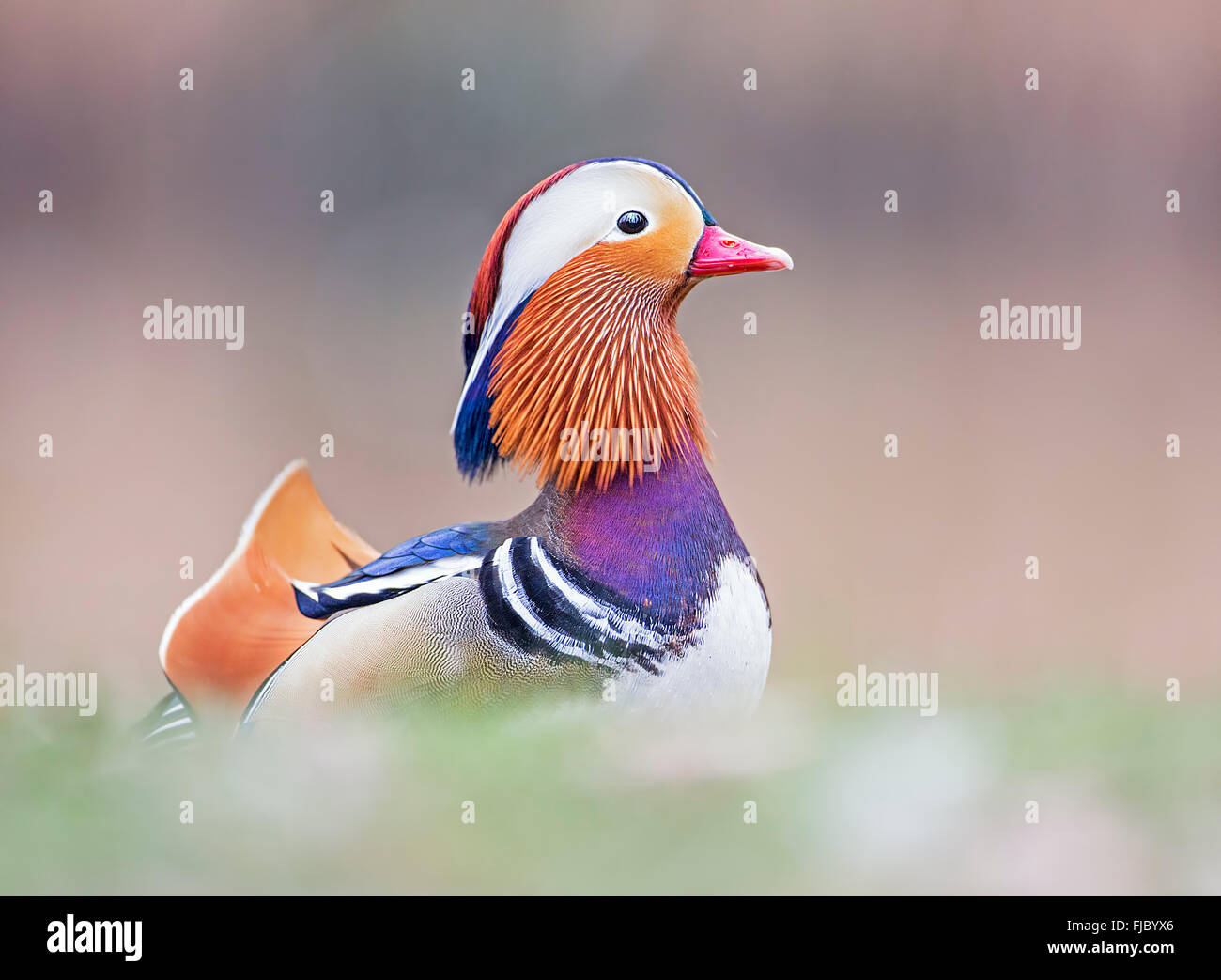 Canard mandarin (Aix galericulata) Drake, au milieu de la Réserve de biosphère de l'Elbe, Saxe-Anhalt, Allemagne Banque D'Images