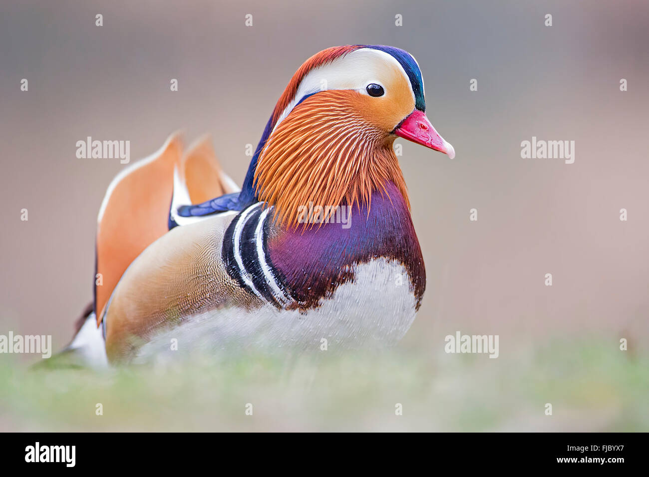 Canard mandarin (Aix galericulata) Drake, au milieu de la Réserve de biosphère de l'Elbe, Saxe-Anhalt, Allemagne Banque D'Images