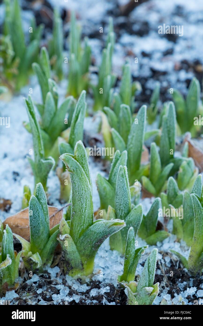 Les rameaux d'hémérocalle - Hemerocallis, emeging par frosty sol Banque D'Images