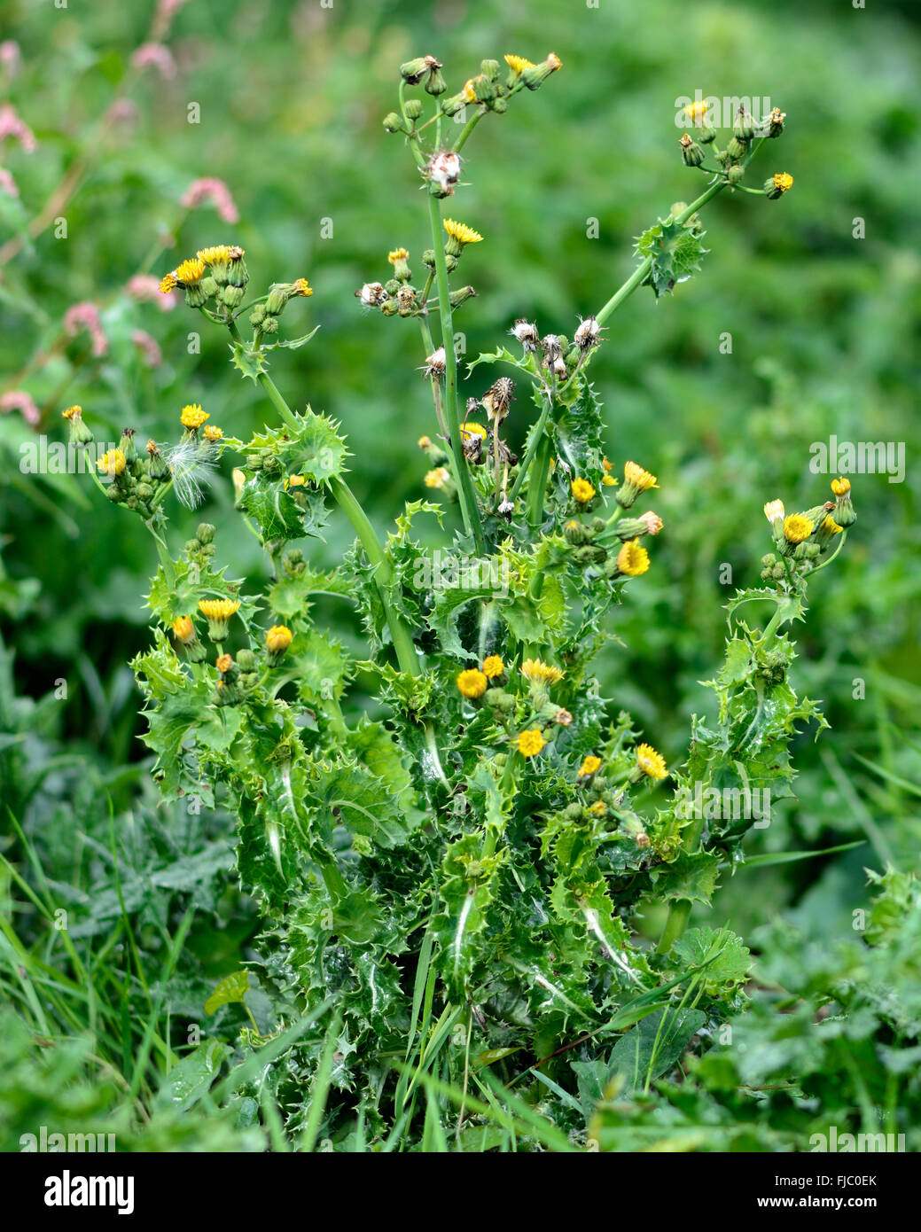 Le laiteron épineux (Sonchus asper). Plante épineuse à la famille (Asteraceae), avec des feuilles de figuier et fleur jaune Banque D'Images