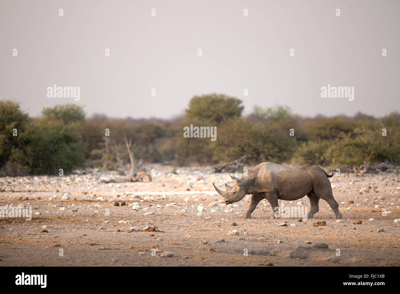 Les rhinocéros noirs au lever du soleil Banque D'Images