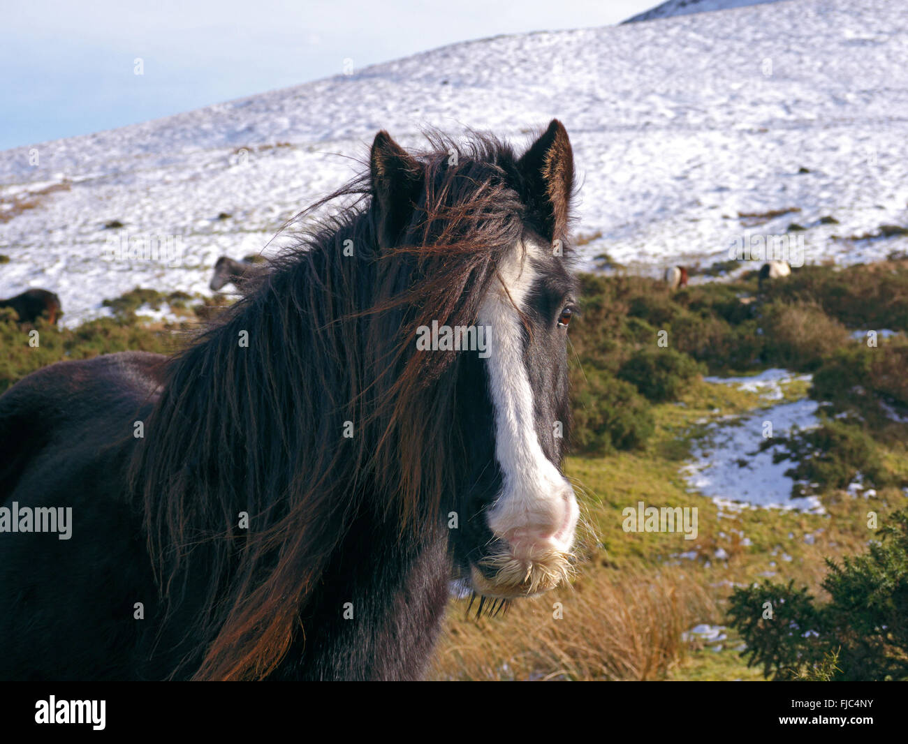 Pony avec museau humide à partir de la nourriture dans la neige, Hay Bluff, Herefordshire Banque D'Images