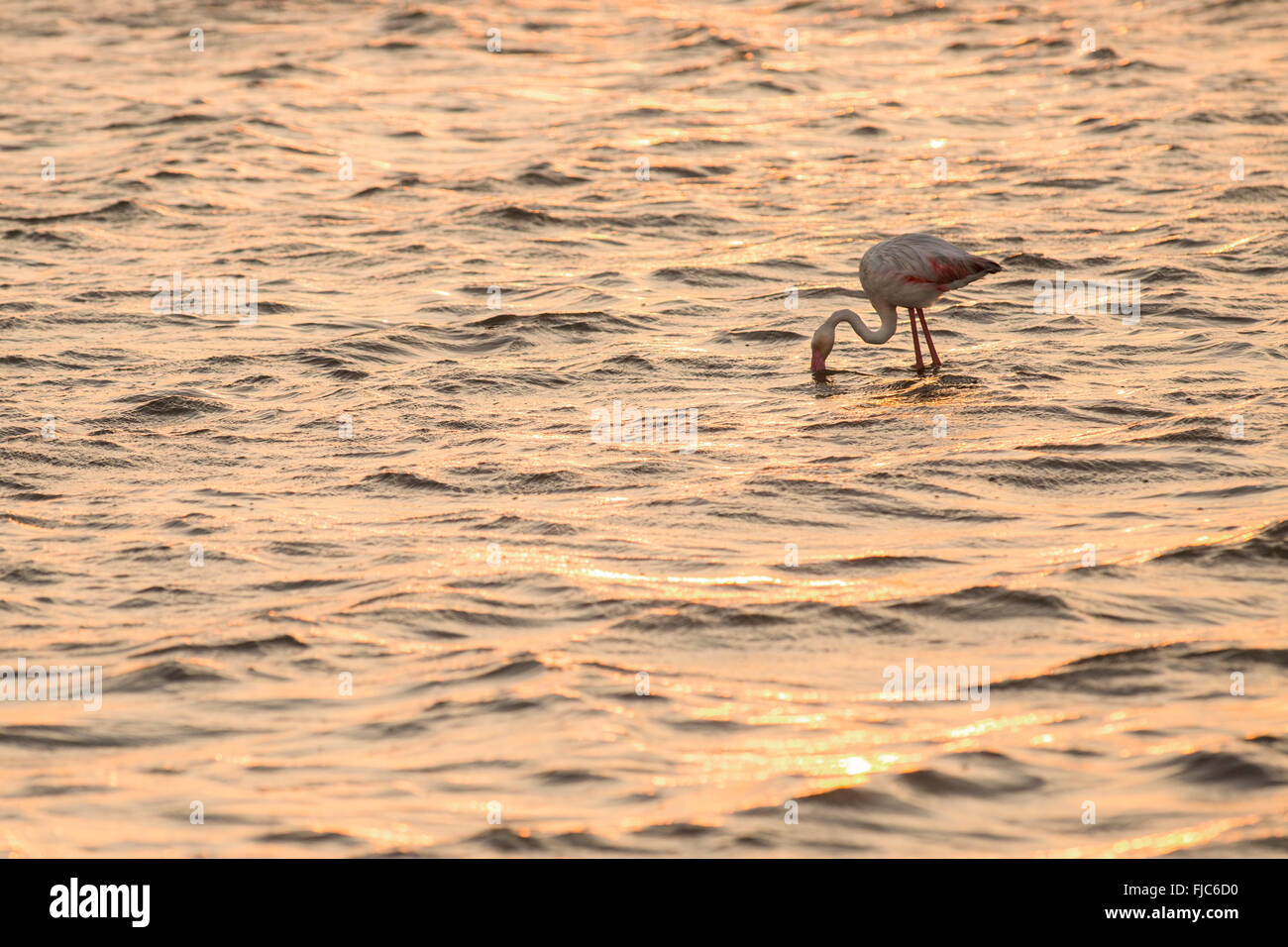 Flamingo à Walvis Bay wetlands Banque D'Images