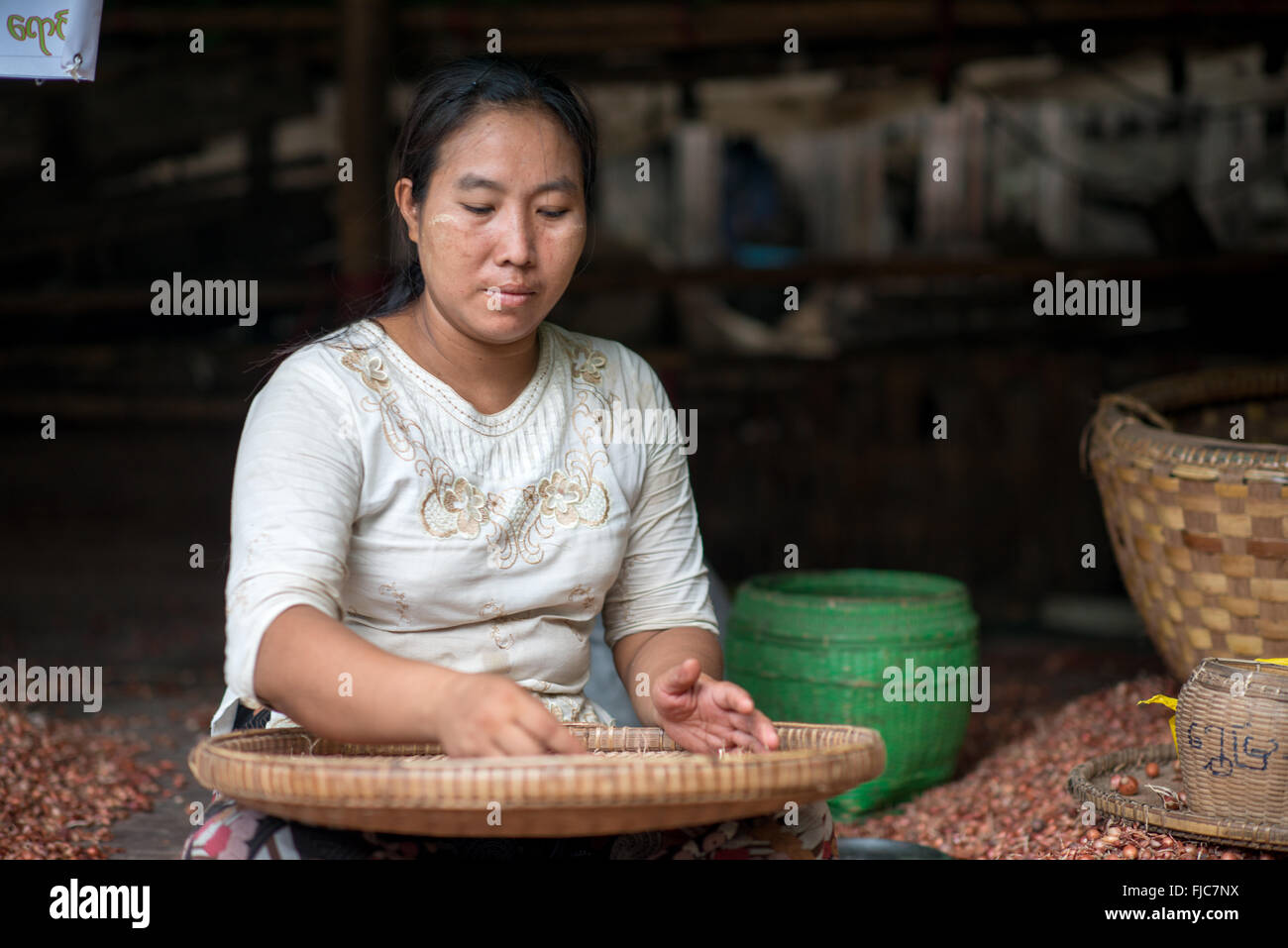 Femme traitant les légumes Mandalay Myanmar // MANDALAY, Myanmar — Une femme utilise un panier plat tissé pour séparer la peau des petits légumes ressemblant à des oignons au marché aux poissons et aux fleurs de Mandalay. Le marché, situé près de Pulaing Street, sert de plaque tournante pour les produits frais et les fruits de mer dans la deuxième plus grande ville du Myanmar. Mandalay, situé dans le centre du Myanmar le long de la rivière Ayeyarwady (également connu sous le nom d'Irrawaddy), est le centre culturel et religieux du pays. La ville était la dernière capitale royale du Myanmar avant la domination coloniale britannique et reste un important centre commercial. Traditionnel f Banque D'Images