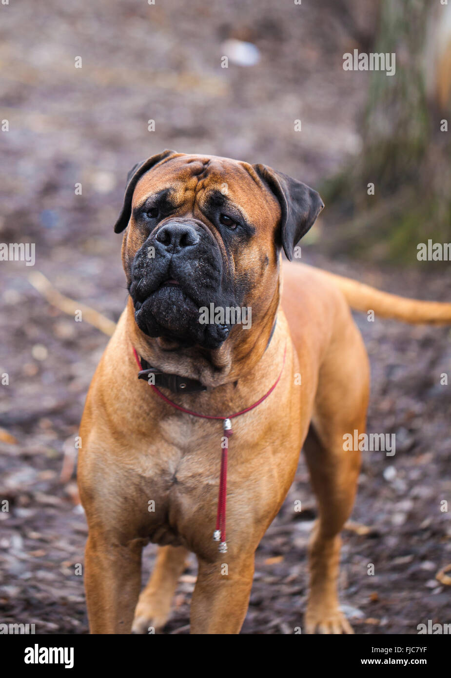 Race de chien de Mastiff anglais dans le parc Banque D'Images