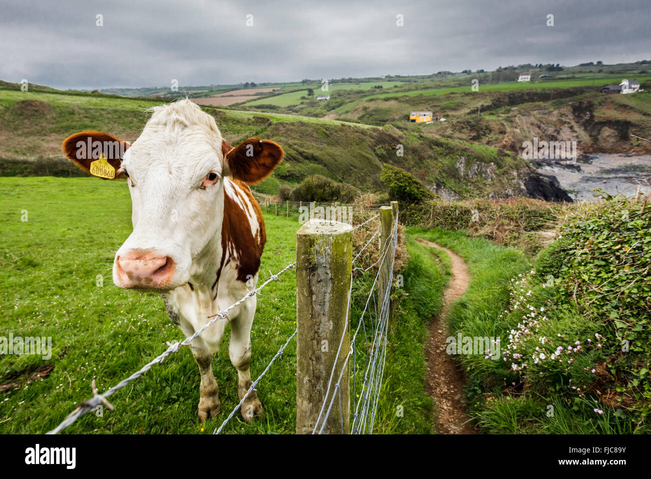 Aberfelin au-dessus de la vache, Pembrokeshire Cove Banque D'Images