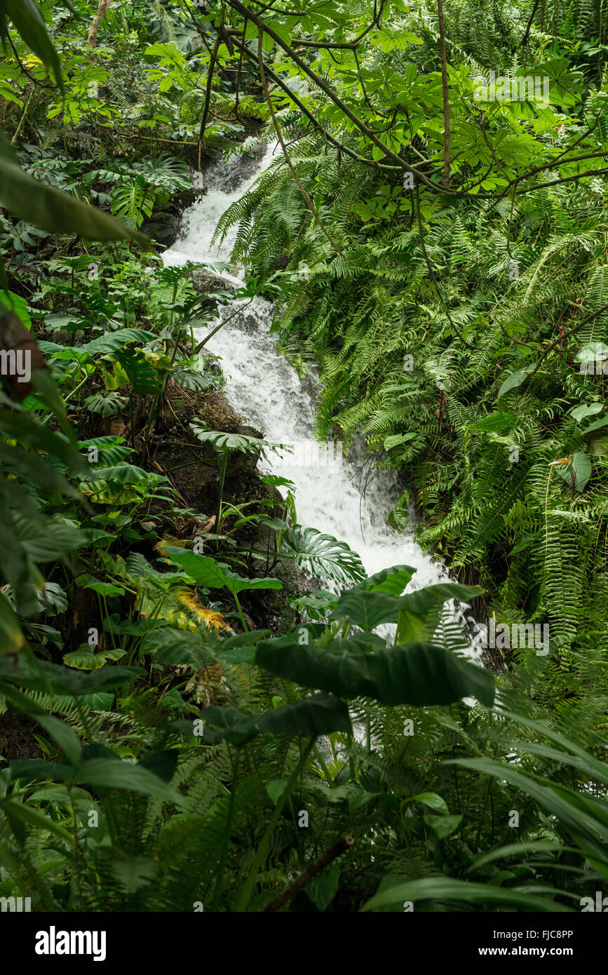 Une image montrant le flux de la cascade dans le biome de la forêt tropicale à l'Eden Project Banque D'Images