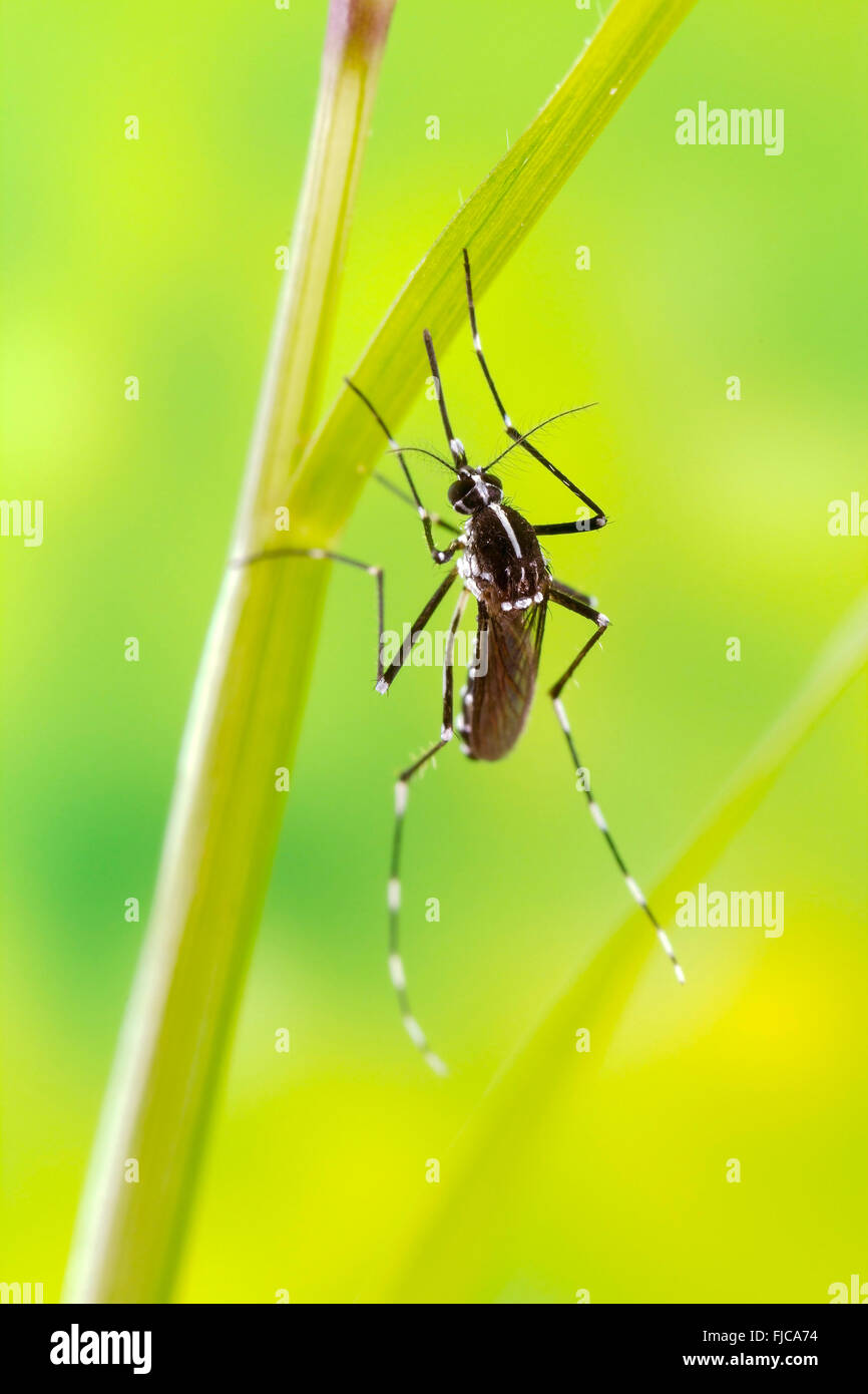 Asian Tiger Mosquito (Aedes albopictus) Banque D'Images