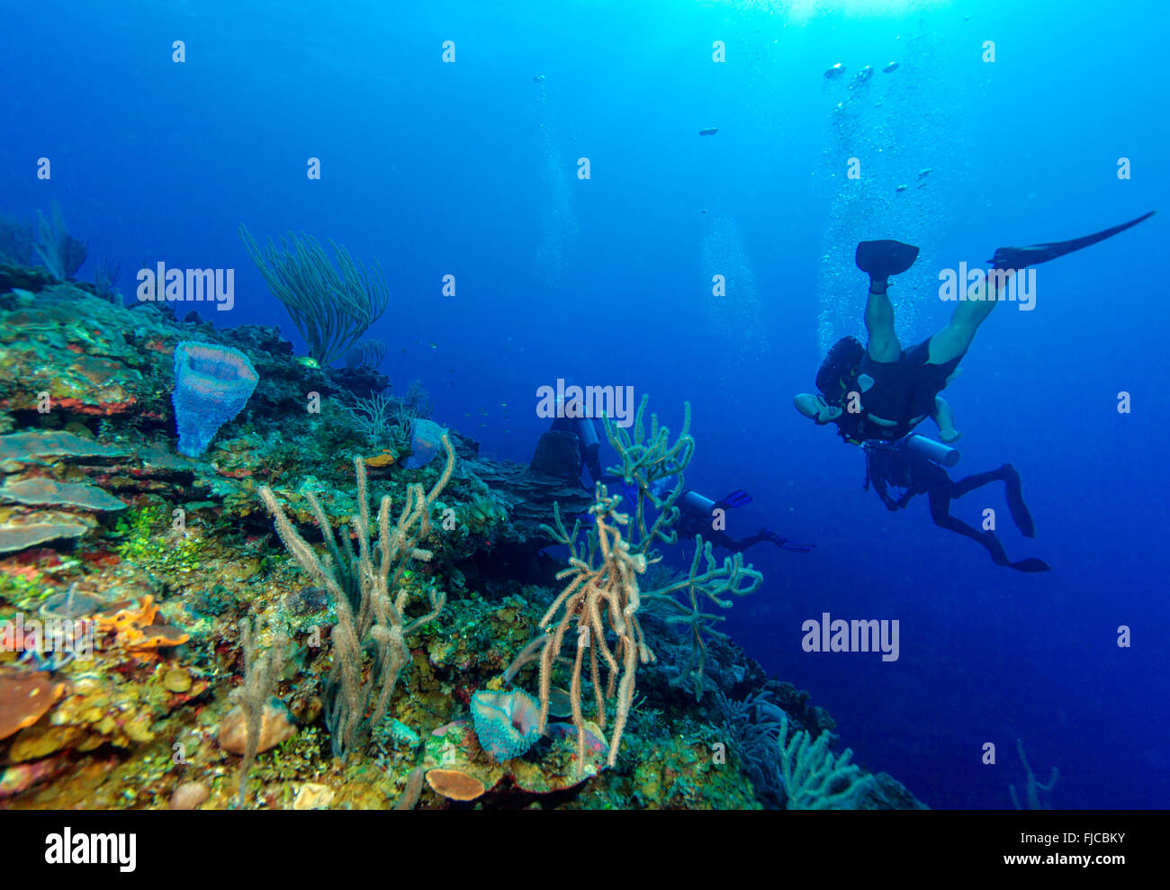 Les coraux mous près de Cayo Largo, Cuba Banque D'Images