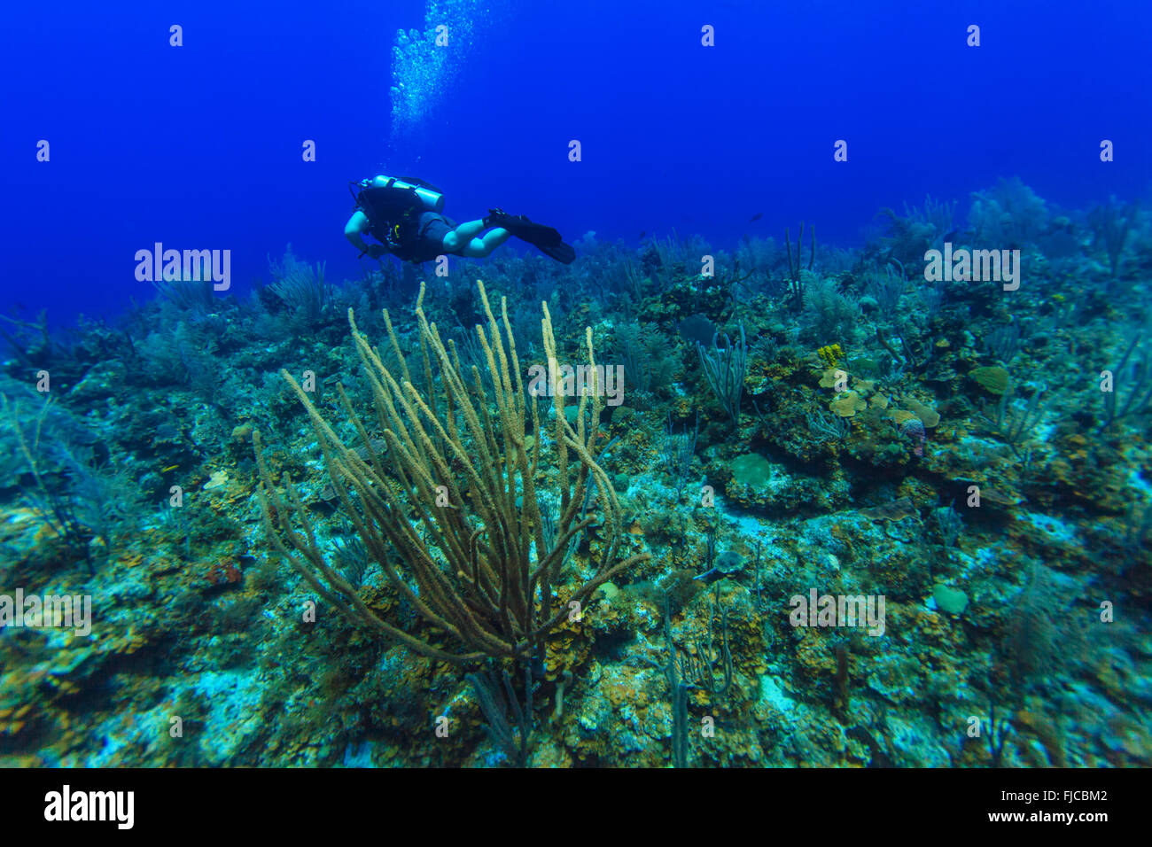 Scuba Diver, swimmnig vers le bas, Cuba Banque D'Images