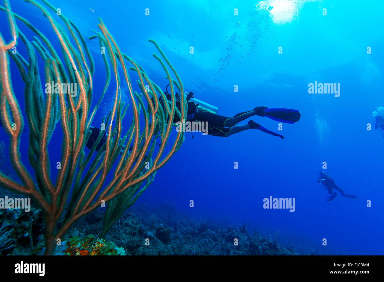 Diver et coraux mous, Cayo Largo, Cuba Banque D'Images