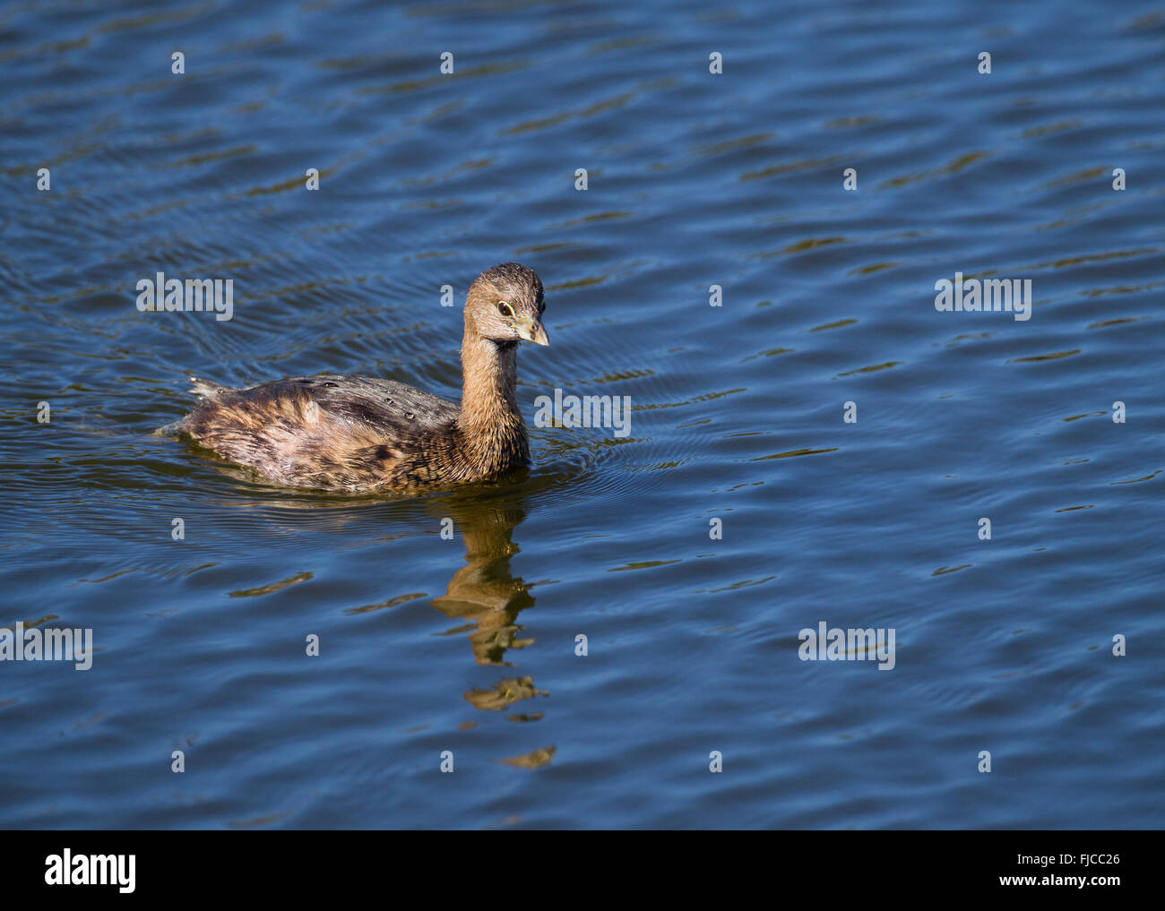 Un jeune grèbe à bec bigarré Podilymbus podiceps natation à travers l'eau la société Audubon la région de Venise Rookery, Florida, USA Banque D'Images