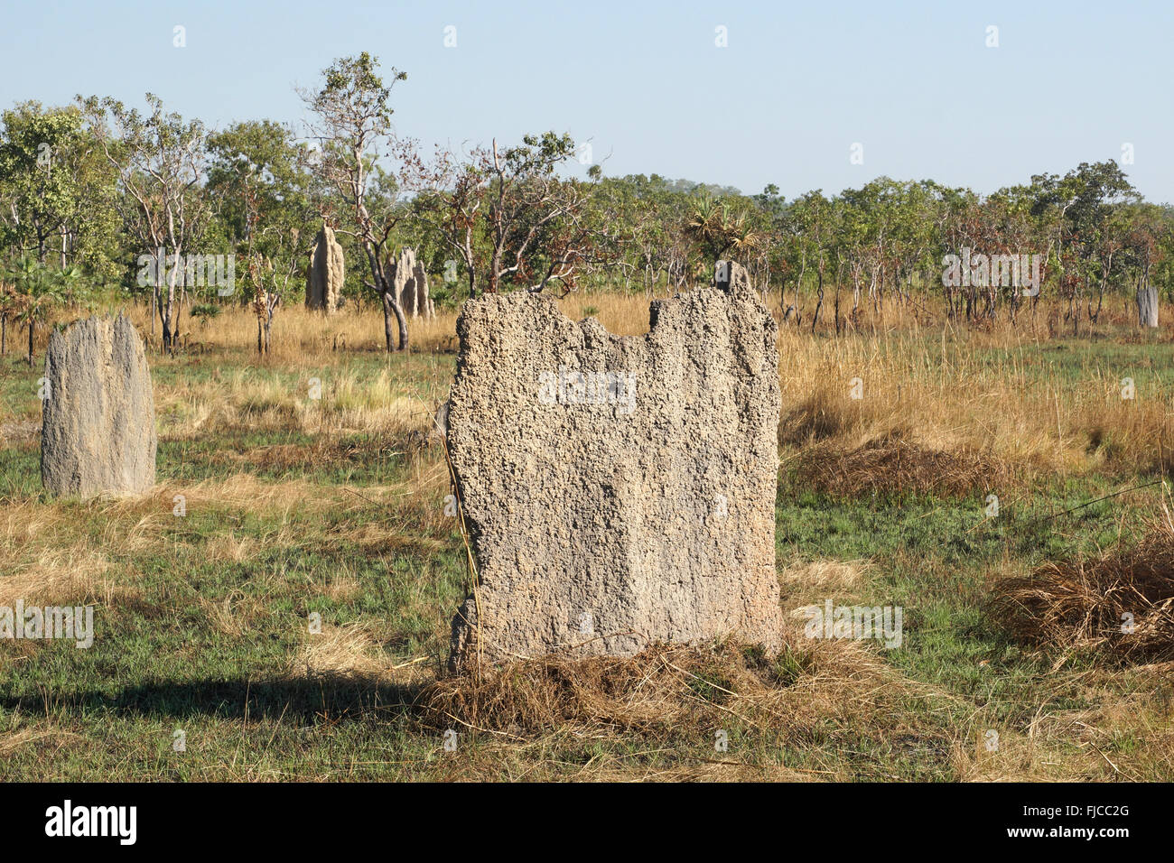 Termitière magnétique, Litchfield National Park, Australie Banque D'Images