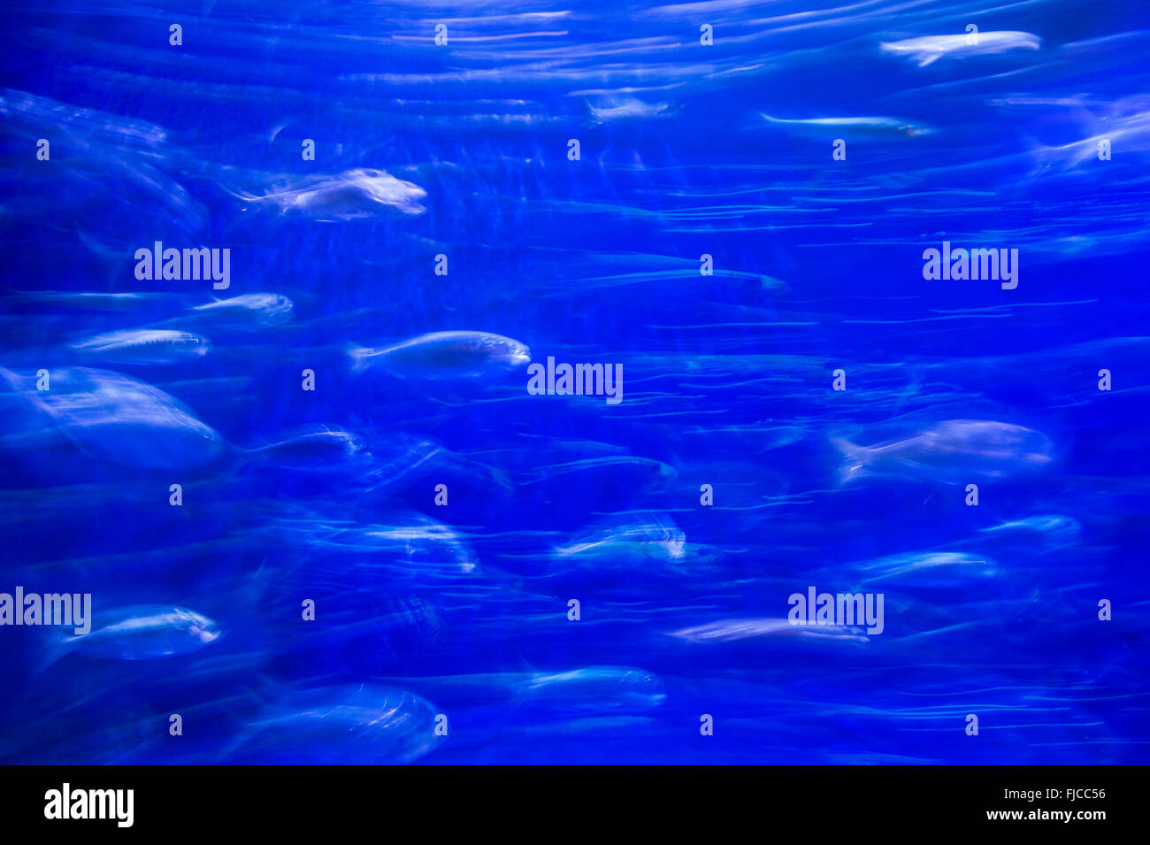 Poissons nageant dans le flou artistique abstrait Banque D'Images