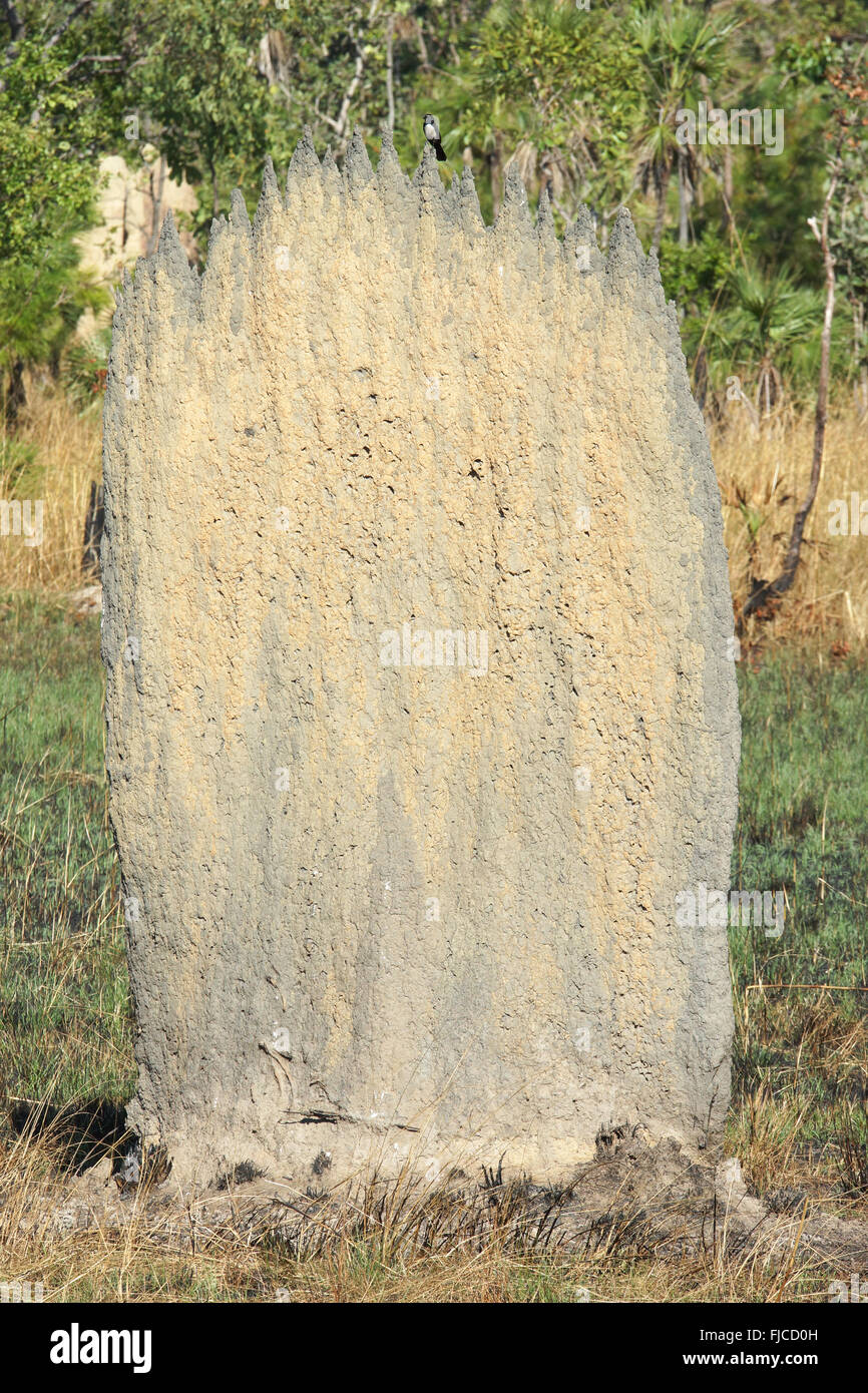 Termitière magnétique, Litchfield National Park, Australie Banque D'Images