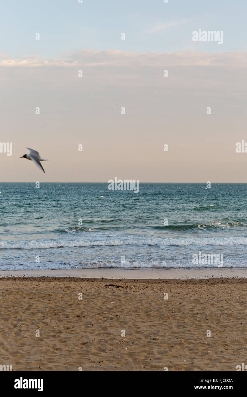 Une photo couleur du coucher du soleil doré de la lumière avec une teinte rose, d'un oiseau volant dans le ciel, vers la mer à la plage de sable avec une Banque D'Images