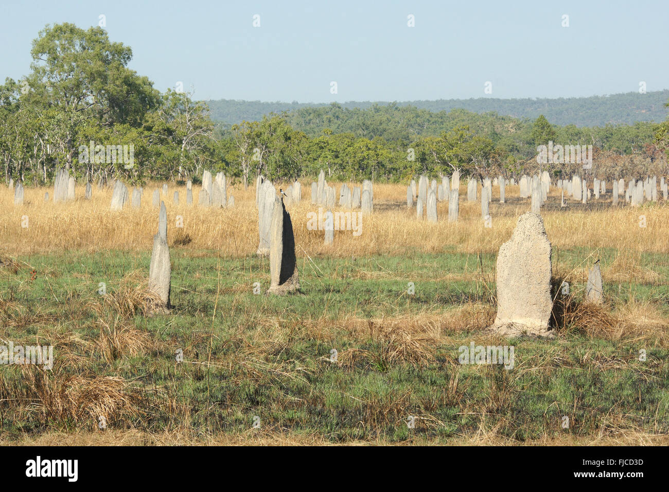 Termitière magnétique, Litchfield National Park, Australie Banque D'Images