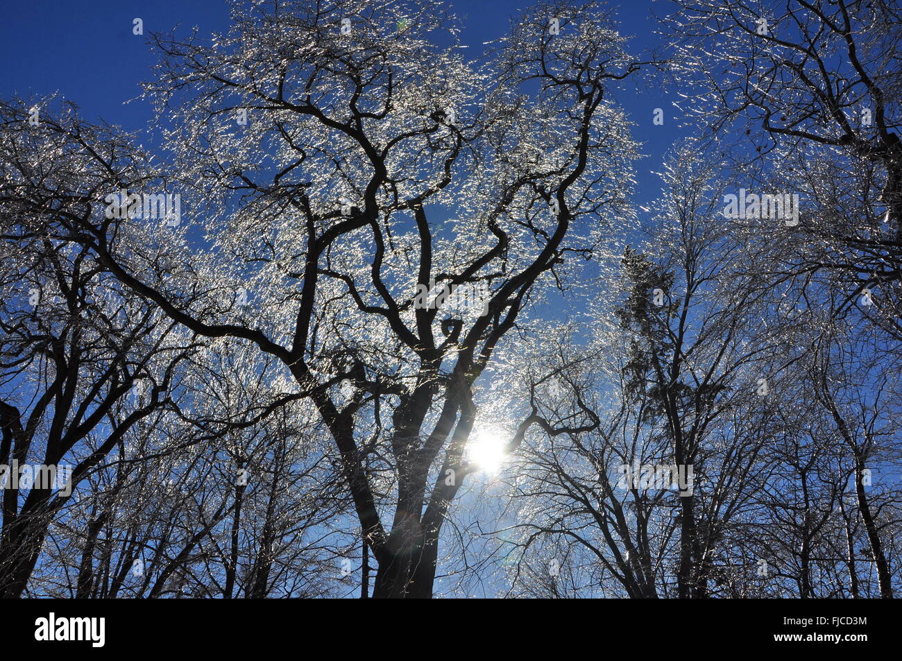 Les arbres gelés sont superbes Banque D'Images