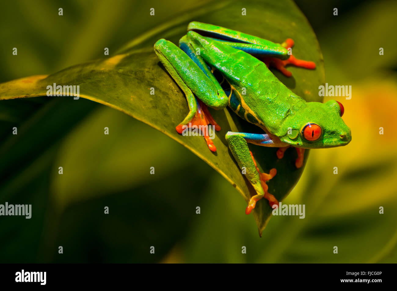 Red eyed Tree Frog dans Agalychis Calydrias Rainforest, RCA, Costa Banque D'Images