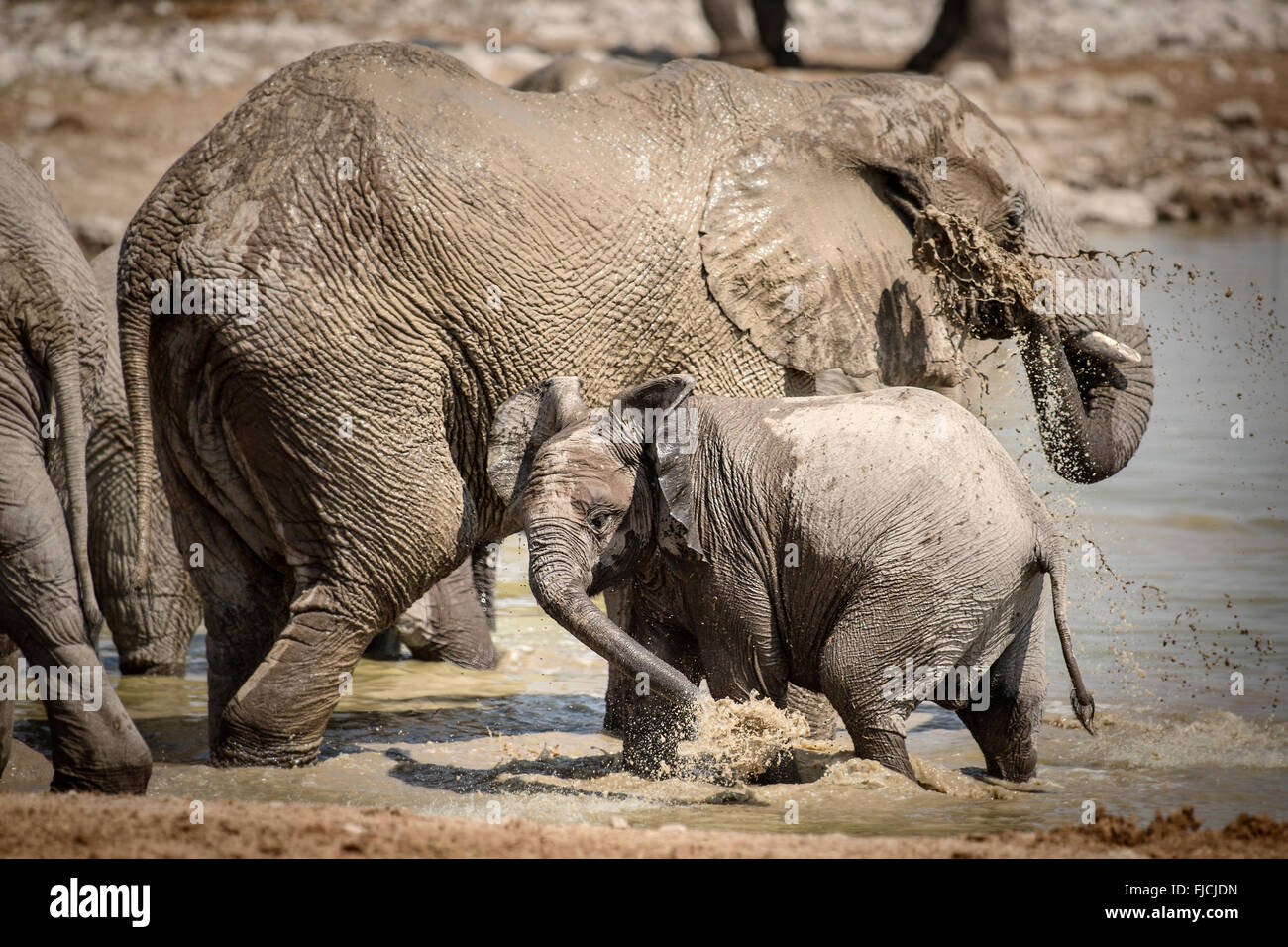 Éléphant à un trou d'eau en Namibie. Banque D'Images