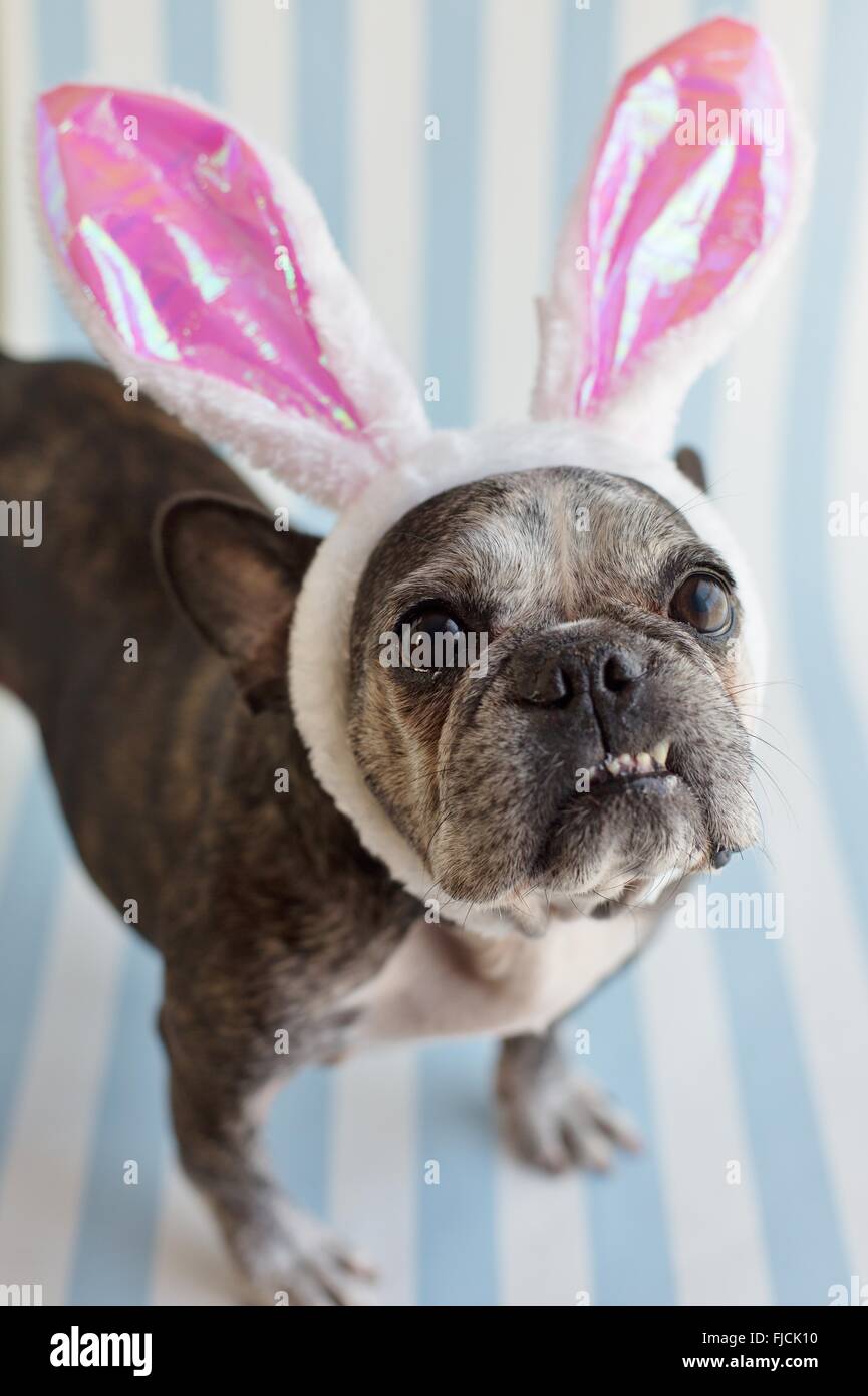 Un mignon, vieux bouledogue français portant des oreilles de lapin. Banque D'Images