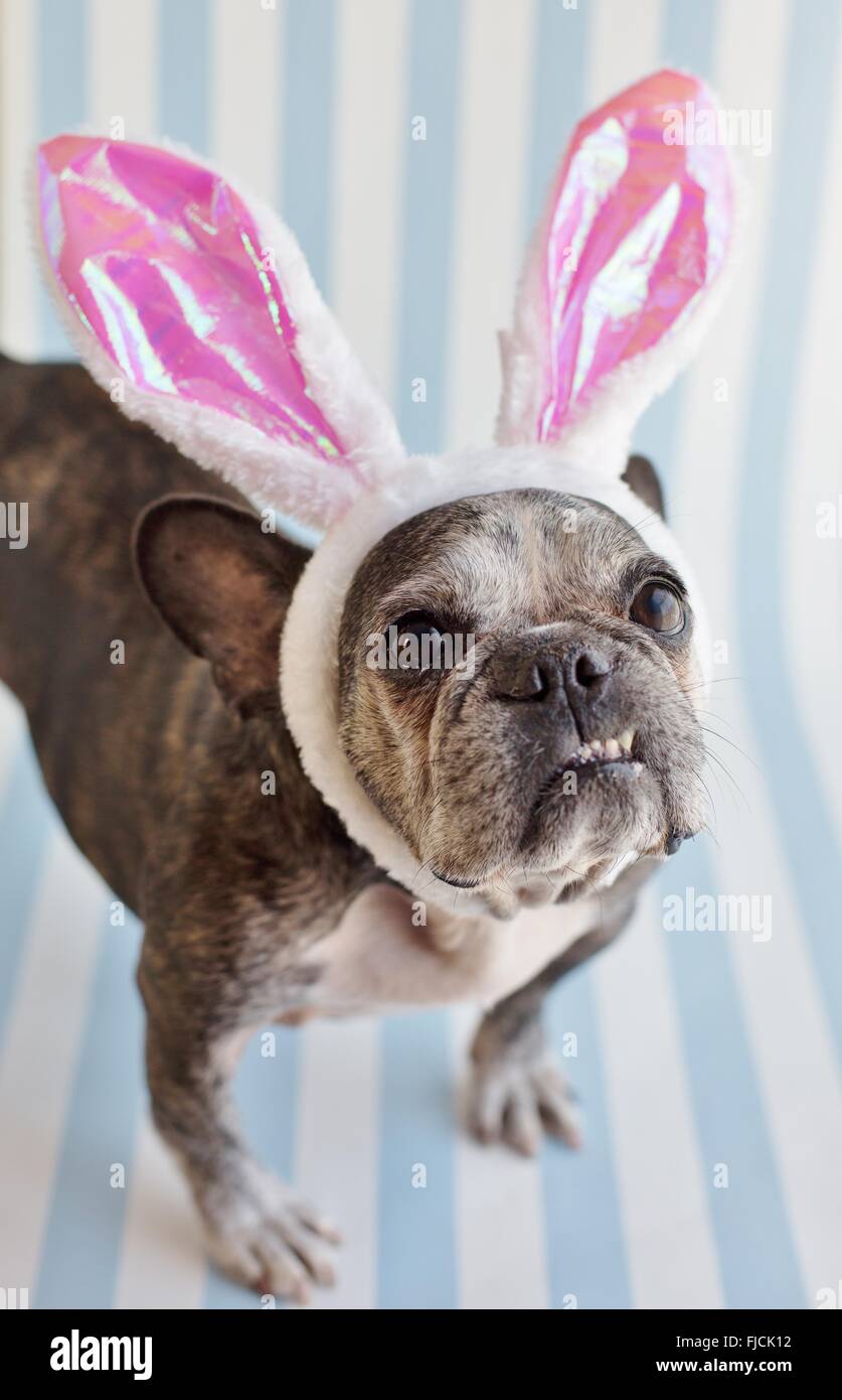 Un mignon, vieux bouledogue français portant des oreilles de lapin. Banque D'Images