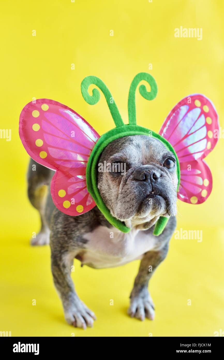 Un joli vieux bouledogue français portant un costume de papillon. Banque D'Images