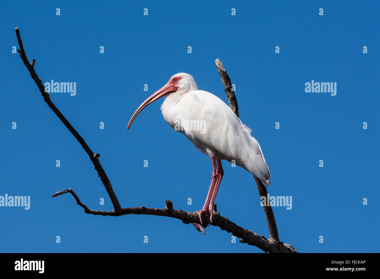 Un Ibis blanc (Eudocimus albus) debout sur une branche contre le ciel bleu. Brazos Bend State Park, Houston, Texas, USA. Banque D'Images