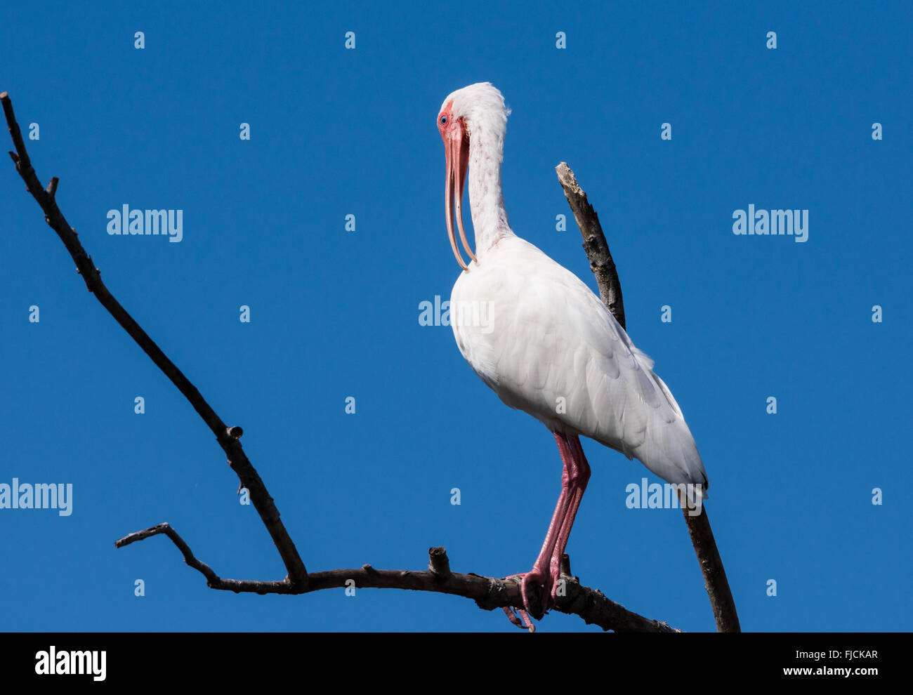 Un Ibis blanc (Eudocimus albus) debout sur une branche contre le ciel bleu. Brazos Bend State Park, Houston, Texas, USA. Banque D'Images