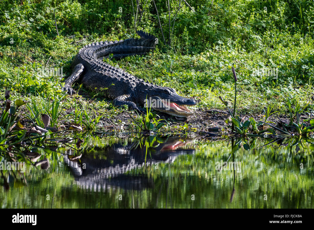 Par le pèlerin Alligator Pond à Brazos Bend State Park, Houston, Texas, USA. Banque D'Images