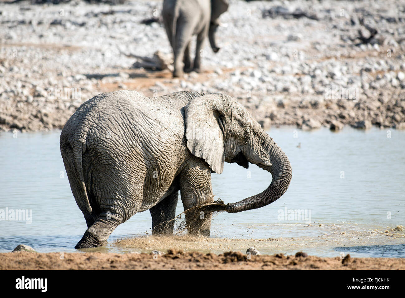 Éléphant à un trou d'eau en Namibie. Banque D'Images