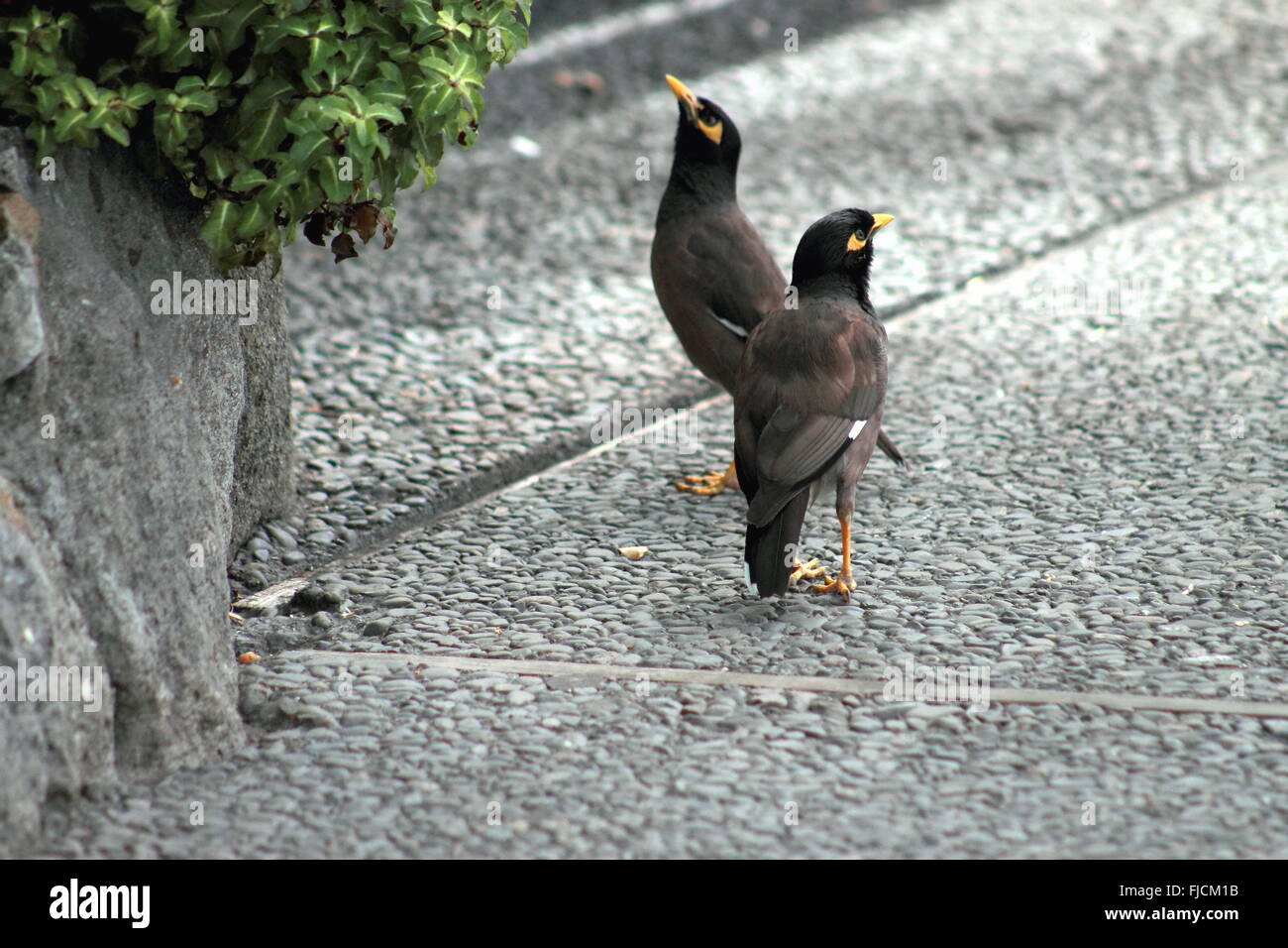 Une paire d'oiseaux communs Myna Banque D'Images