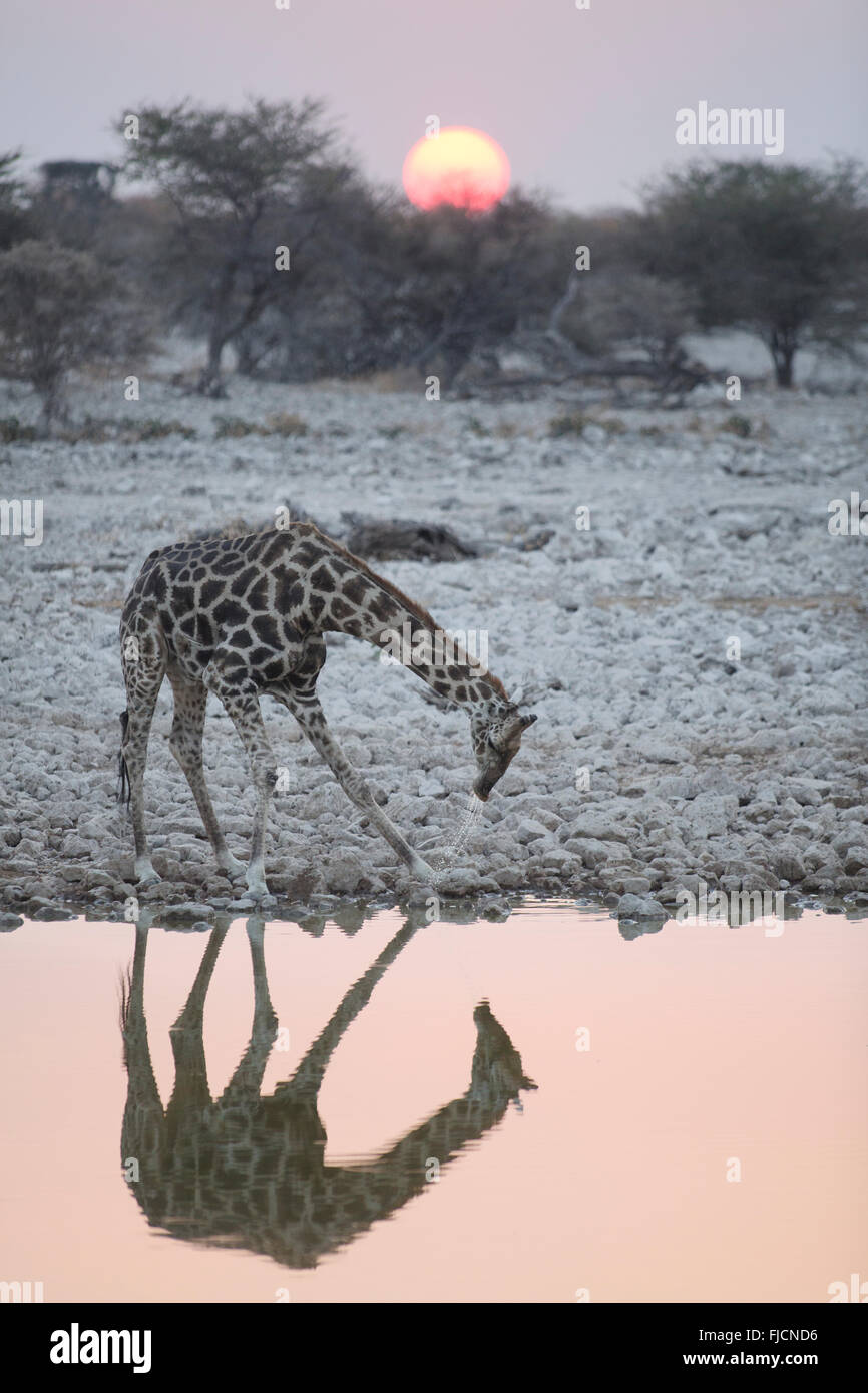 Une girafe des boissons dans un trou d'eau Banque D'Images