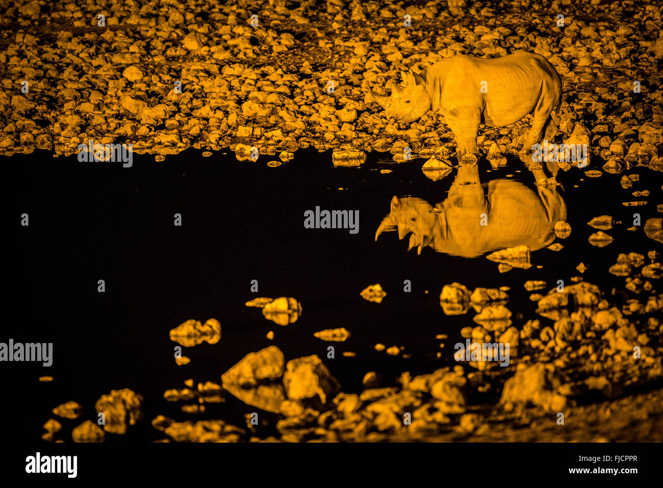 Rhino manger dans un trou d'eau éclairé Banque D'Images
