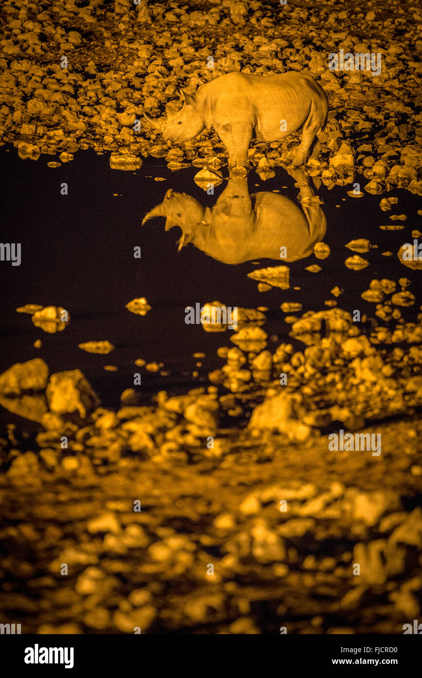 Rhino manger dans un trou d'eau éclairé Banque D'Images