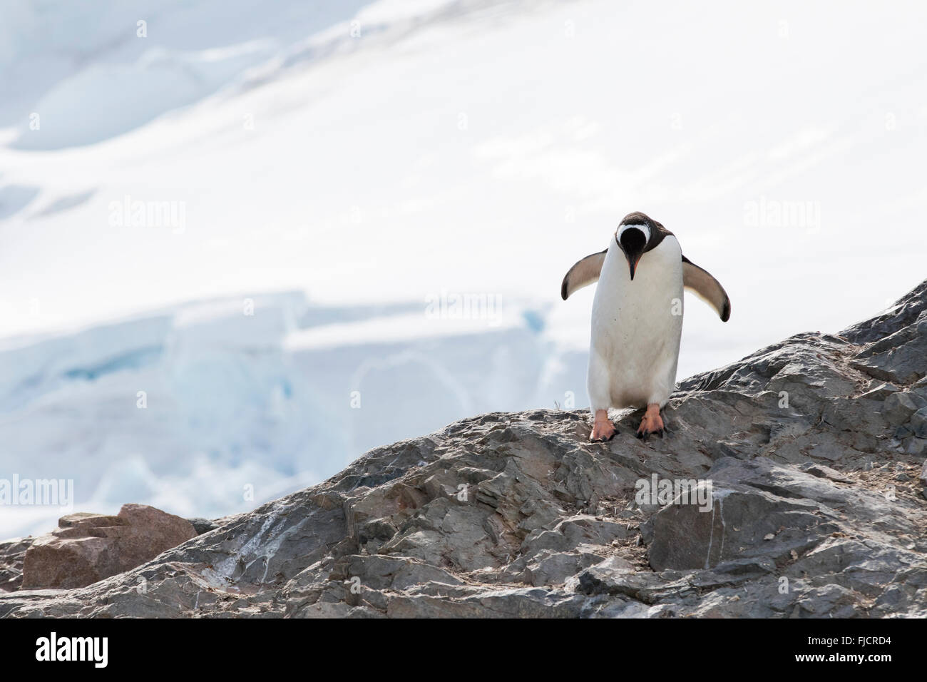 L'antarctique, les pingouins, les manchots de l'Antarctique. Manchots papous (Pygoscelis papua). Banque D'Images