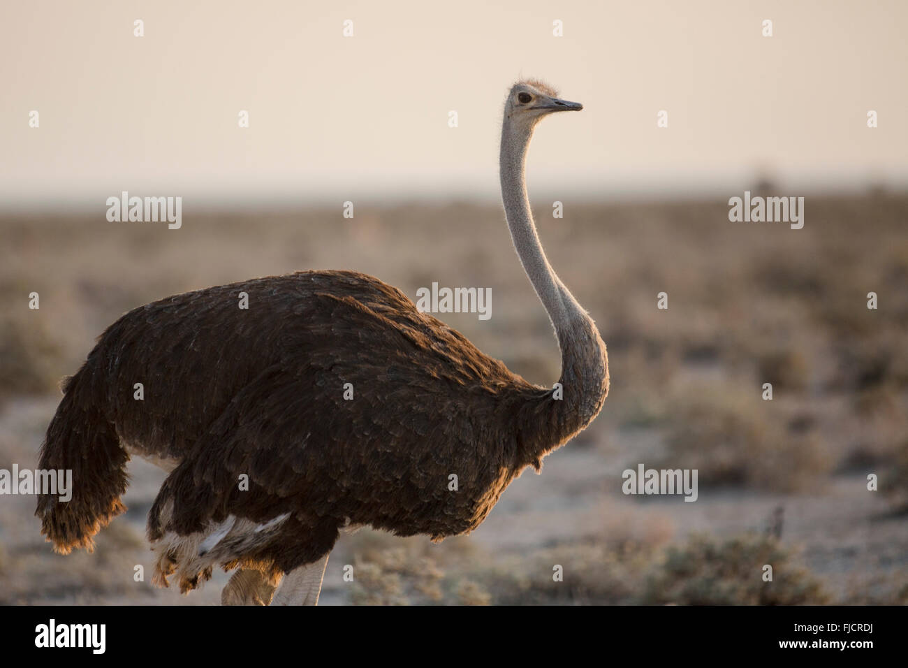 Dans le bushveld d'Autruche Banque D'Images